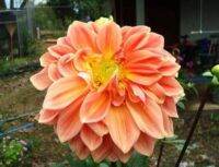 1 เหง้า/ชุุด รักเร่ Dahlia Bulb สายพันธุ์ Monaco หัวรักเร่ ดอกไม้ หัวหน่อ เหง้า นำเข้า เนเธอร์แลน หัวสดใหม่