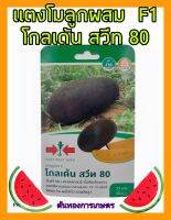 เมล็ดพันธุ์ แตงโม ลูกผสม โกลเด้น สวีท 80 F1 Watermelon ทรงผลกลมรี หวาน กรอบ เนื้อแน่น ดูแลน้อย ต้นแข็งแรง ปลูกง่าย น้ำหนักดี ผลผลิตสูง ผลไม้