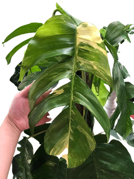 Philodendron Yellow Flame
