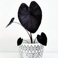 ไม้สะสม " Colocasia Black Magic " สุดยอดของความงาม เหมาะสำหรับปลูกตกแต่งบ้าน สวน น้ำตก และคาเฟ่ เป็นพืชเน้นโชว์ลวดลายความสวยงามของใบเป็นหลัก