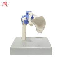 FORESTEDU Anatomy Model Half Life Size Small Human Shoulder Joint With Blue Ligaments Medical Science For Teaching Supplies