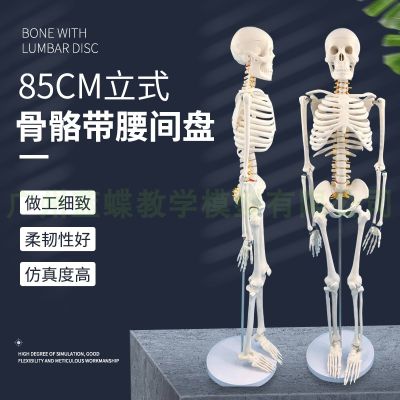 Human bones with intervertebral disc and spinal nerve model 85 cm skeleton model spinal vertebrae skeleton model