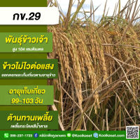 พันธุ์​ข้าวปลูก ข้าวเจ้า​ กข 29 ข้าวนาปี ข้าวนาปรัง รวงแน่น คอรวงยาว บรรจุ 25 กิโลกรัม คูลเกษตร KR11