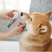 Xịt thơm miệng - diệt khuẩn cho chó mèo Fresh Friend