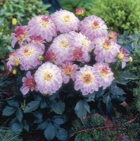 1 หัว/ชุด รักเร่ Dahlia Bulb สายพันธุ์ Monet หัวรักเร่ ดอกไม้ หัวหน่อ เหง้า นำเข้า เนเธอร์แลน หัวสดใหม่