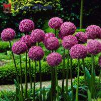 พันธุ์Giant Allium(Giganteum)ดอกแอลเลี่ยม(50เมล็ด)