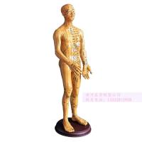 Acupuncture acupoints mannequins ultra clear twelve meridians small skin body acupuncture model for men and women