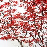 ซื้อ 1 ชุดแถม 1 ชุด เมล็ดเมเปิลแดงญี่ปุ่น Japanese Red Maple ต้นเมเปิลญี่ปุ่น Maple ใบไม้สีแดง ใบไม้เปลี่ยนสี บอนไซญี่ปุ่น 60 เมล็ดแถม 60 เมล็ด