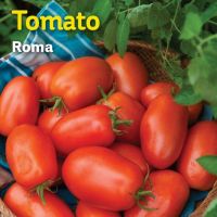 เมล็ดพันธุ์ มะเขือเทศ โรม่า (Roma VF Tomato Seed) บรรจุ 40 เมล็ด คุณภาพดี ราคาถูก ของแท้ 100%