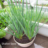 ปลูกง่าย ปลูกได้ทั่วไทย ของแท้ 100% 100pcs Shallot Seeds Nutrition Vegetables Seeds เมล็ดพันธุ์ผัก เต็มไปด้วยคุณค่าทางโภชนาการ เมล็ดพันธุ์ผัก ผักสวนครัว เมล็ดดอกไม้ ต้นไม้มงคล ต้นไม้ฟอกอากาศ Plants Seeds for Home &amp; Garden