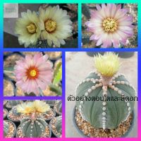 ??แอสโตร นูดั้ม ?? Astrophytum nudum ไม้เมล็ด ขนาด  4-6 ซม. ต้นกระบองเพชร ต้นแคคตัส (แคคตัส กระบองเพชร)