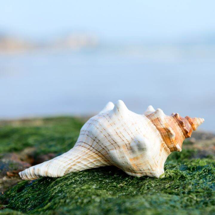 readystock-natural-conch-and-shell-super-large-conch-shell-red-conch-mediterranean-style-creative-decoration-ornaments-fish-tank-aquarium-landscape-yy