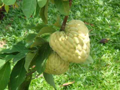 ใบน้อยหน่า-custard-apple-ใบน้อยหน่าสด-ใบบักเขียบ-ตัดใบสดส่ง-1กก-99-บาท