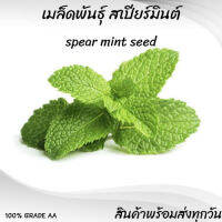 เมล็ด SPEAR MINT สเปียร์มินต์  500+เมล็ด เมล็ดนำเข้าเกรด A พร้อมส่งทุกวัน