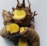 ขายส่ง 1 กิโลกรัม ต้นพันธุ์ ว่านมหาเมฆ Curcuma aeruginosa สายพันธุ์แท้ สมุนไพรไทย ขมิ้นดำ กระเจียวแดง สมุนไพรเพื่อสุขภาพ ไม้ประดับนามมงคล