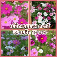 เมล็ดพันธุ์ ดอกไม้ ดอกคอสมอส (คละสี)