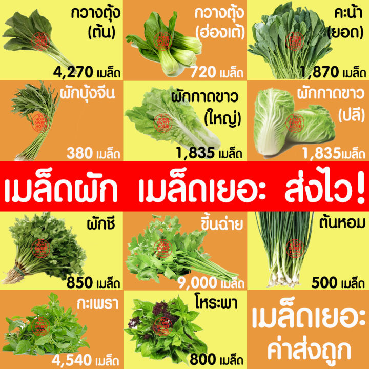 ค่าส่งถูก-รวมผัก-เมล็ดผัก-เมล็ดพันธุ์-ผักสวนครัว-ผักพื้นบ้าน-กะเพรา-ผักชี-ขึ้นฉ่าย-คะน้า-ต้นหอม-ผักกาด-พริกขี้หนู-พริกหนุ่ม-กวางตุ้ง