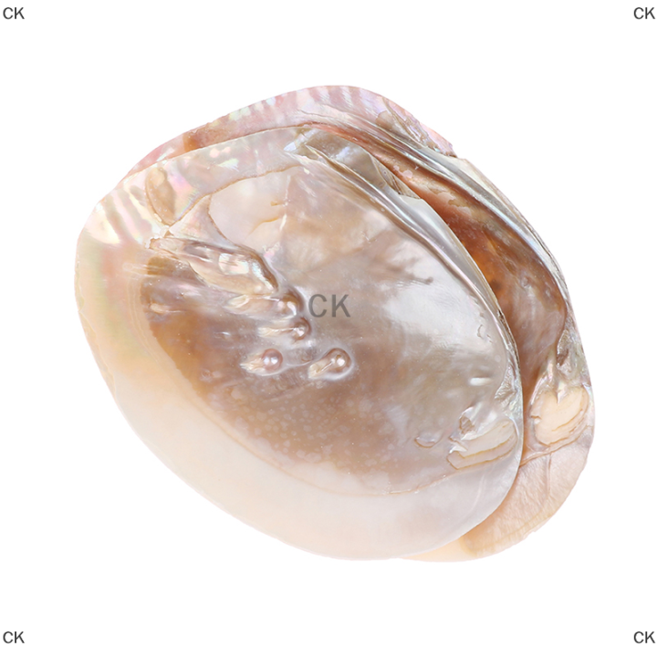 ck-มุกน้ำจืดธรรมชาติเปลือกหอย-oyster-mother-of-pearl-nautical-decoration