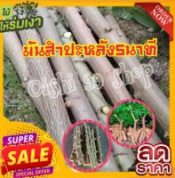 ?Sale ราคาถูกที่สุด?ท่อนพันธุ์มันสำปะหลัง (20 ท่อน/แพ็ค) เป็นมันสำปะหลัง สำหรับใช้หัวทำขนม ใช้หัวทำขนมเช่น ขนมมัน มันเชื่อมหรือมันปิ้