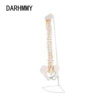 DARHMMY 85cm Hanging Human Flexible Spine Model Vertebral Column Life Size Sacrum Coccyx Pelvis Bone Anatomical Tool