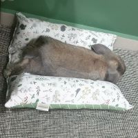 Rabbits Pillow rabbit toys dog pillow cat pillow Guinea pig pillow 兔子枕头 46cm * 46cm 猫枕头天竺鼠枕头狗枕头