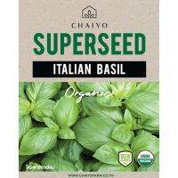 !!! พิเศษ เมล็ด ITALIAN BASIL (Organic) โหระพาอิตาเลี่ยน ออร์แกนิค