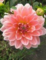 1 หัว/ออเดอร์ รักเร่ Dahlia Bulbs สายพันธุ์ Salmon Pink หัวรักเร่ ดอกไม้ หัวหน่อ นำเข้า เหง้า เนเธอร์แลน หัวสดใหม่