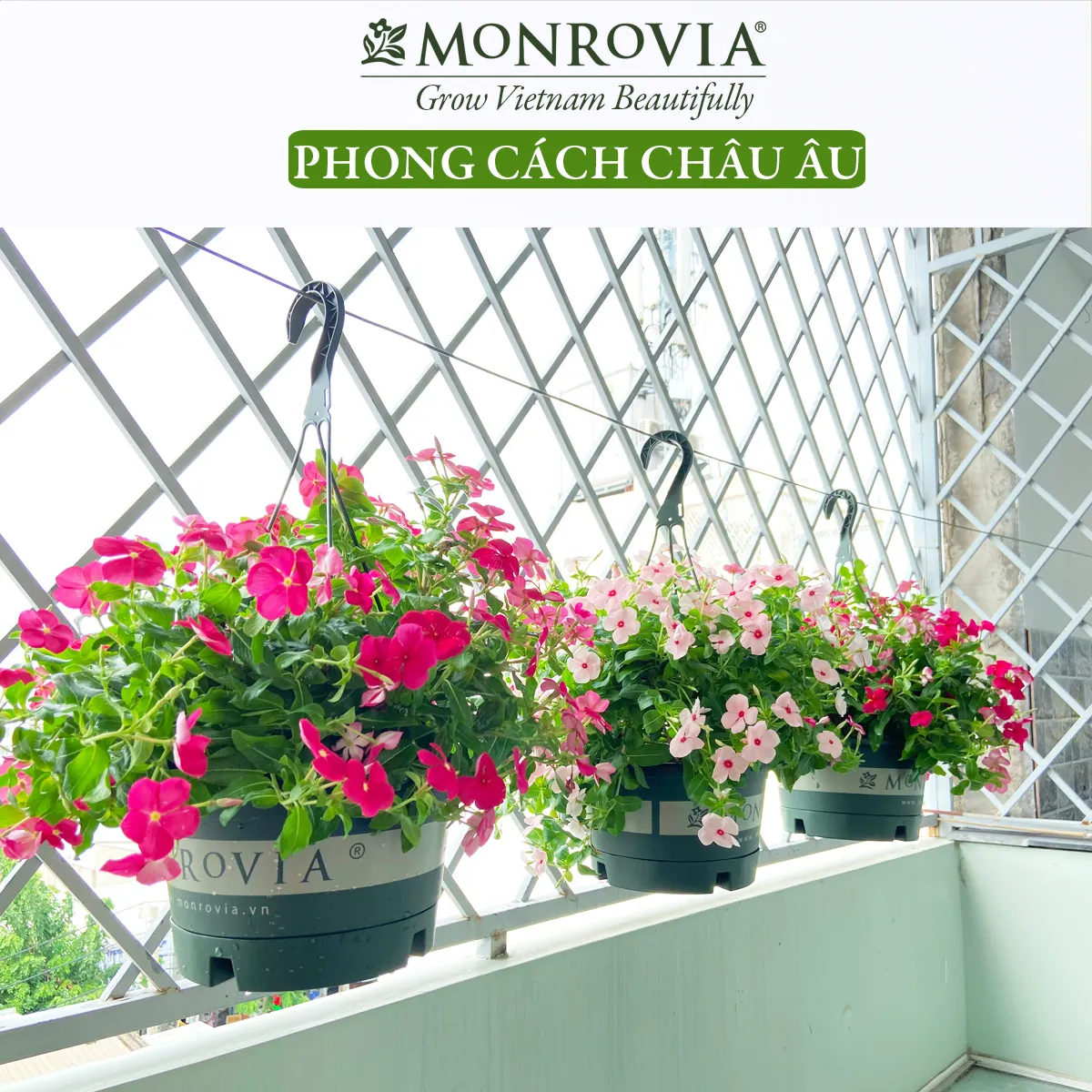 Chậu treo hoa Monrovia là lựa chọn tuyệt vời để thêm màu sắc và sự sống động cho không gian sống của bạn. Với những loại hoa đa dạng và đầy màu sắc, bạn sẽ không thể rời mắt khỏi chúng.