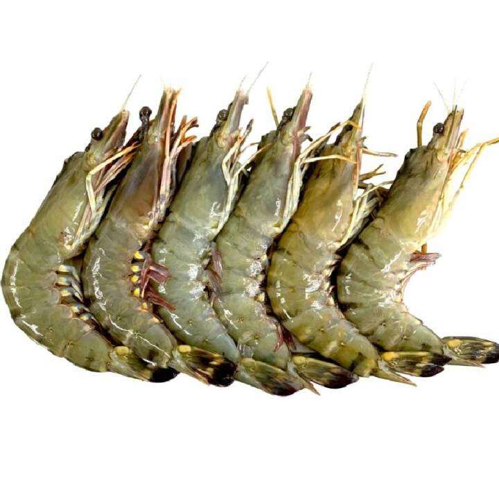 Frozen Jumbo Tiger Prawns (450-500g) | Lazada PH