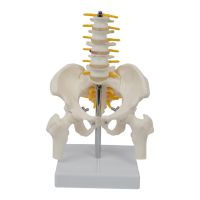 1:1 PVC Human Pelvis Skeleton Anatomical Model with Vertebrae Teaching Tools Children Educational Toy Medium Spine