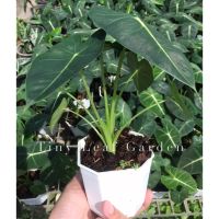 ( โปรสุดคุ้ม... ) อโลคาเซีย ฟรายเด๊ก Alocasia Frydek ใบสีเขียวกำมะหยี่ ราคาถูกสุด พรรณ ไม้ น้ำ พรรณ ไม้ ทุก ชนิด พรรณ ไม้ น้ำ สวยงาม พรรณ ไม้ มงคล