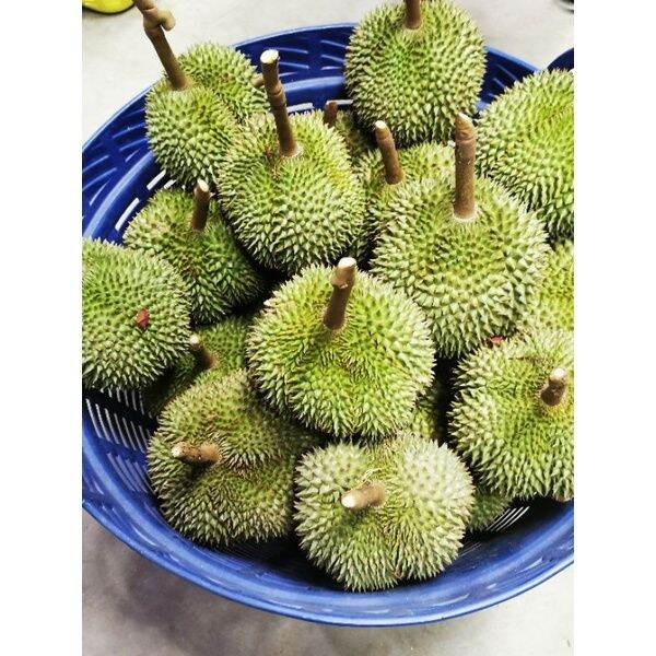 pro-โปรแน่น-ต้นทุเรียนกะดุมทอง-เสียบยอด-ใส่นี้5trxnuลดพิเศษ50ตลอดเดือนพฤจิกายนนี้-ราคาสุดคุ้ม-พรรณ-ไม้-น้ำ-พรรณ-ไม้-ทุก-ชนิด-พรรณ-ไม้-น้ำ-สวยงาม-พรรณ-ไม้-มงคล