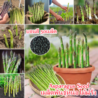 ประเทศไทยพร้อมสต็อก 50เมล็ด Asparagus Seed เมล็ดพันธุ์หน่อไม้ฝรั่ง หน่อไม้ฝรั่ง เมล็ดพันธุ์ผักสวนครัว Vegetable Plants Seed เมล็ดผักสวนครัว เมล็ดบอนไรหรา พันธุ์ไม้หายาก ต้นไม้ฟอกอากาศ ไม้ประดับ พร้อมคำแนะนำการปลูก เหมาะกับมือใหม่หัดปลูก ปลูกได้ทั่วไทย