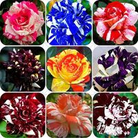 30 เมล็ด เมล็ดพันธุ์ กุหลาบ สตาร์แอนด์สไตร้พส์ Stripes Rose Seeds สี ส้ม-ขาว ดอกใหญ่ นำเข้าจากต่างประเทศ พร้อมคู่มือ เมล็ดสด ใหม่