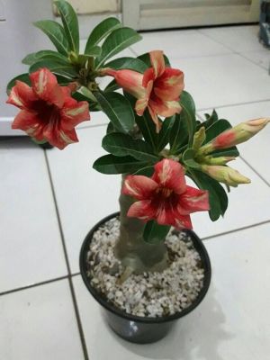 12 เมล็ด เมล็ดพันธุ์ ชวนชม สายพันธุ์ไต้หวัน ดอกชั้นเดียว Adenium Seeds กุหลาบทะเลทราย Desert Rose ราชินีบอนไซ อัตรางอก 80-90% มีคู่มือปลูก