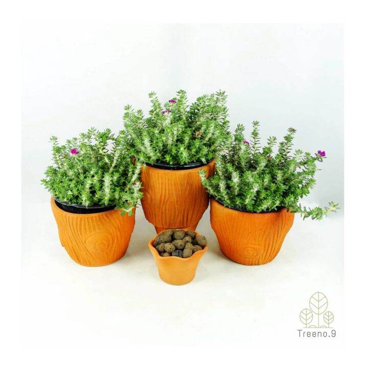 โปรโมชั่น-t323-ปอร์ตูก้า-หรือ-แพรบลาซิล-portulaca-werdermannii-กระถาง-8-นิ้ว-สูง-20-25-cm-ไม้ดอกสีสดสวย-พุ่มเล็ก-ราคาดี-ต้นไม้-ฟอก-อากาศ-กระถาง-ต้นไม้-ไม้-ประดับ-ต้นไม้-ปลูก-ใน-บ้าน