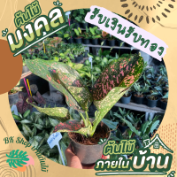 ต้นรับเงินรับทอง เรียกทรัพย์ มีติดบ้านไว้มีแต่ร่ำรวย อโกลนีมา (Aglaonema)  ต้นไม้มงคล ไม้ประดับ ส่งพร้อมกระถาง 6 นิ้ว ต้นไม้ฟอกอากาศ