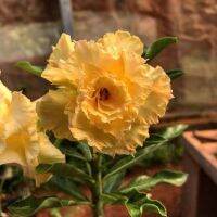 4 เมล็ด เมล็ดพันธุ์ ชวนชม สายพันธุ์ Lawrence สีเหลือง ออกดอกทั้งปี กุหลาบทะเลทราย Desert Rose Adenium Flower Seeds ราชินีบอนไซ อัตราการงอก 80-90%