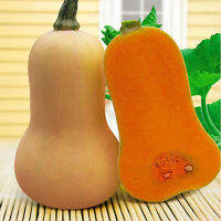 ฟักทอง บัตเตอร์นัท (butternut squash) หอมเหมือนเค็กเนย เนื้อแน่น เหนียว หวานอร่อยมากๆ (7-10 เมล็ด/ซอง)