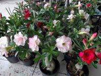 12 เมล็ด เมล็ดพันธุ์ ชวนชม สายพันธุ์ฮอลแลนด์ คละสี Adenium Seed กุหลาบทะเลทราย Desert Rose ราชินีบอนไซ อัตรางอก 80-90%