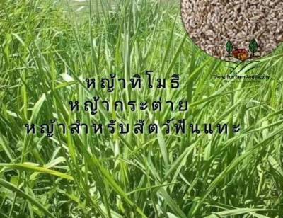 ทิโมธี ทิโมที Timothy Grass Seed เมล็ดพันธุ์หญ้าทิโมธี หญ้ากระต่าย หญ้าสำหรับสัตว์ฟันแทะ บรรจุ 50 เมล็ด