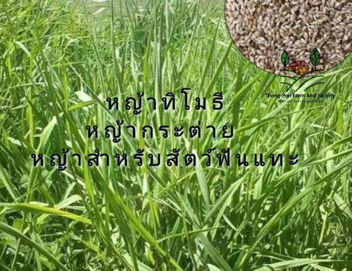 ทิโมธี-ทิโมที-timothy-grass-seed-เมล็ดพันธุ์หญ้าทิโมธี-หญ้ากระต่าย-หญ้าสำหรับสัตว์ฟันแทะ-บรรจุ-50-เมล็ด