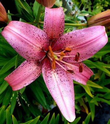 20 เมล็ดพันธุ์ ต้นดอกลิลลี ดอกลิลลี่ Lily seed. Lilies (Lilium spp.) เป็นดอกไม้ ที่แทนสัญลักษณ์แห่งความรัก อัตราการงอก 80-85%.