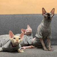ZZOOI Winter Turtleneck Sphinx Hairless Cat Sweater Clothes High collar Base coat  Winter Devon cat clothes