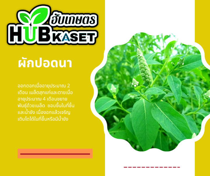 สินค้ายกลัง-เอชโซนัด95-ตราหมาแดง-1กิโลกรัม-24ซอง-2-4ดี-โซเดียม95-กำจัดหญ้าใบกว้างและกกต่างๆ