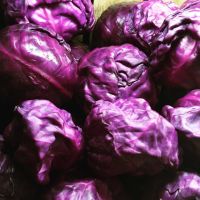 เมล็ดพันธุ์ กะหล่ำปลีม่วง Purple cabbage กะหล่ำปลี 100 เมล็ด [10 แถม 1 คละได้]