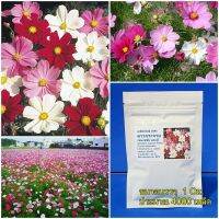 Hot Sale! ( 1 ออนซ์ ) เมล็ดพันธุ์ ดาวกระจายเซนเซชั่น คละสี (Sensation Cosmos Flower Seed) ขนาด 1 ออนซ์ ประมาณ 4000 เมล็ด สุดฮอต!