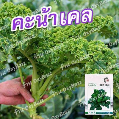 เมล็ดพันธุ์คะน้าเคล 100เมล็ด เมล็ดเคลใบหยิก เมล็ดคะน้าใบหยิก Kale Seeds