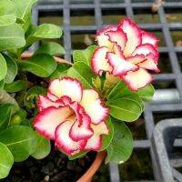 2 เมล็ด เมล็ดพันธุ์ ชวนชม สายพันธุ์ Erica สีเหลืองแดง Bonsai Desert Rose Adenium Seed กุหลาบทะเลทราย ราชินีทะเลทราย บอนไซ มีคู่มือปลูก