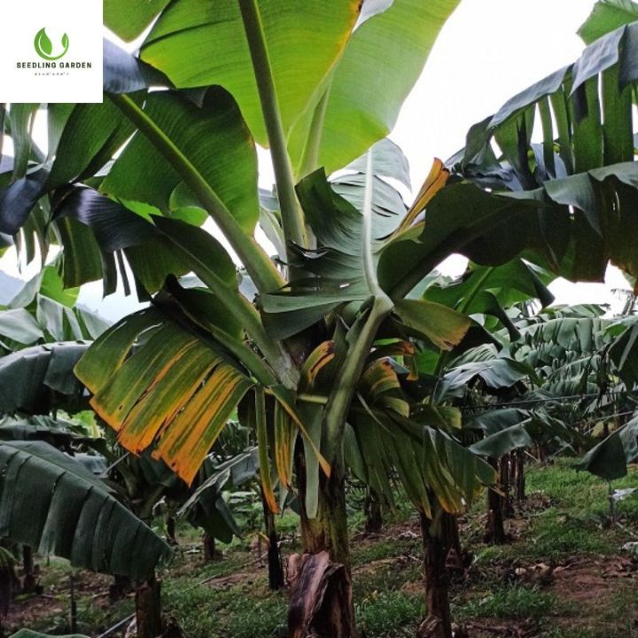 ต้นกล้วยน้ำว้าทาบตาสูง-60-80-ซม-ปลูกง่าย-ให้ผลผลิตสูง
